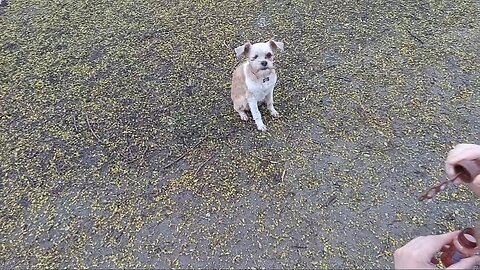 Dog cares not about the Bacon Bubbles