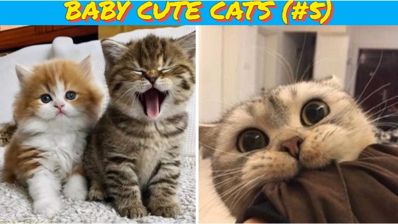 Baby Cats 😺 Cute Cat and Funny 😸 Cat Videos (#5) | Cue Cati