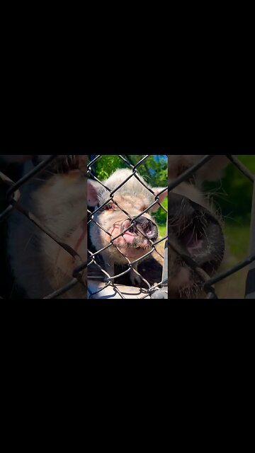 The Coolest Pig I’ve Ever Seen 🐷