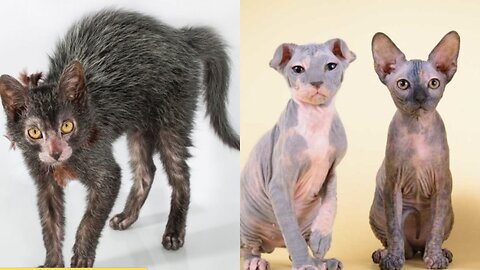 most amazing cat breeds