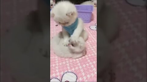 Cute cat videos ❤