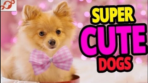 🐕 Super Cute Dogs – The Cutest and adorable Dog Video Compilation 2022 🐶🐶!