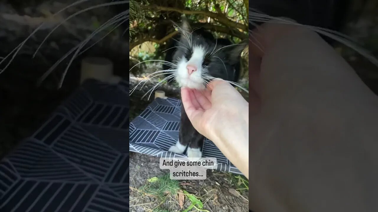 This cat is relaxed! He has a hammock to rest!