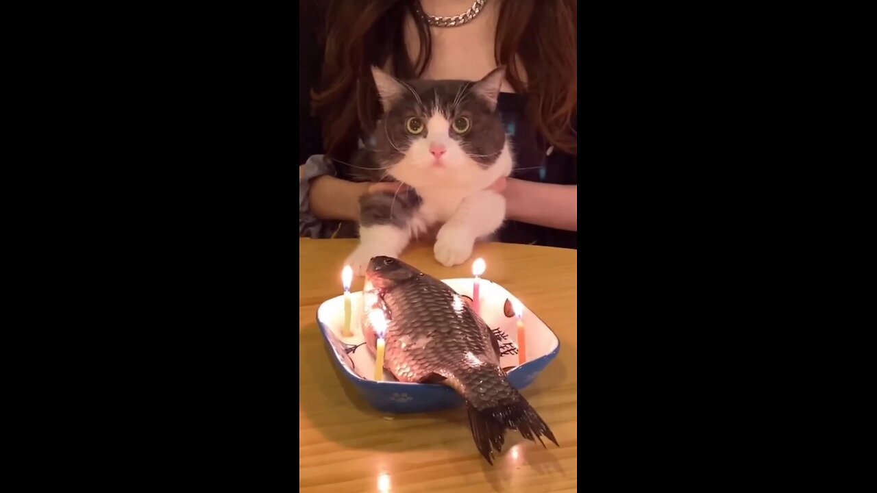 cat' birthday party wish