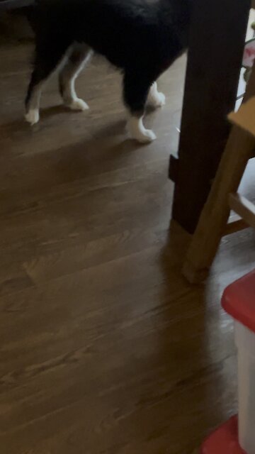 Playful husky puppy steals moms ribbon