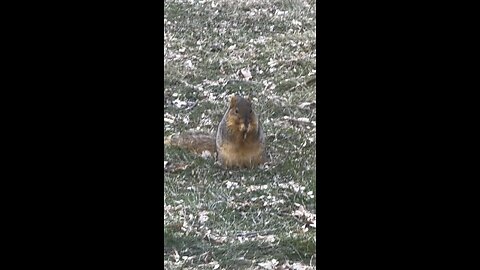 Save the Red Squirrel
