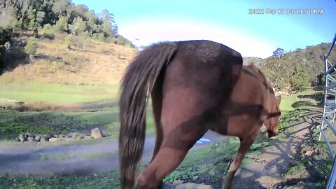 Guy Fawkes Heritage brumby