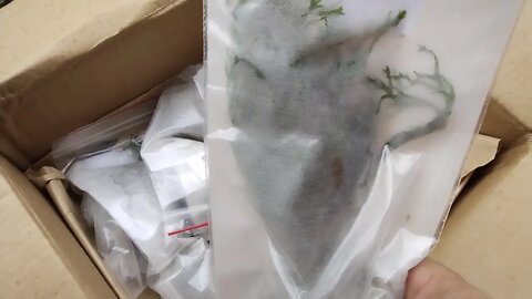 The Best Aquarium Plant Unboxing From Aquariumcoop That I've Ever Done