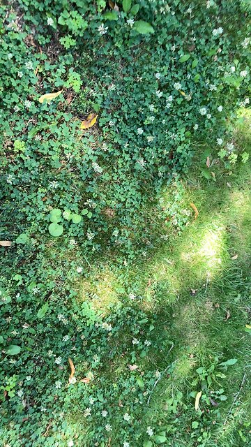 The bee’s knees: Clover, clover, clover