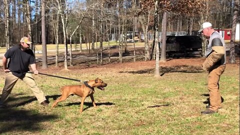 ASC’s Cowboy at 18 months - 2nd session