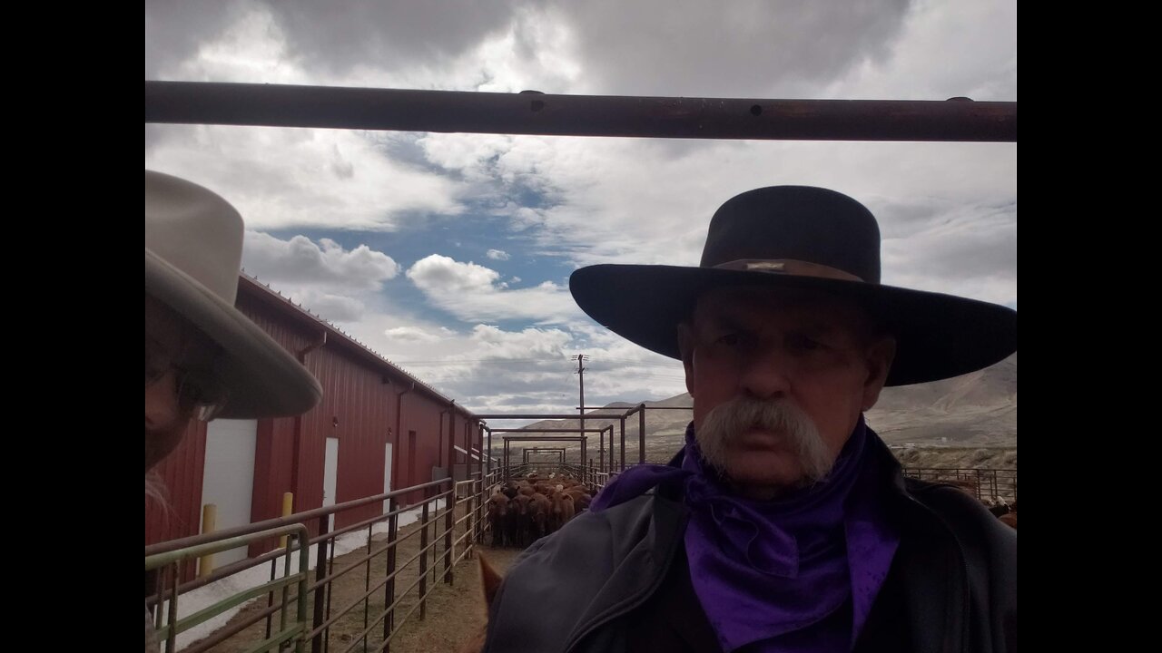 Spring Spectacular Cow Horse Fun