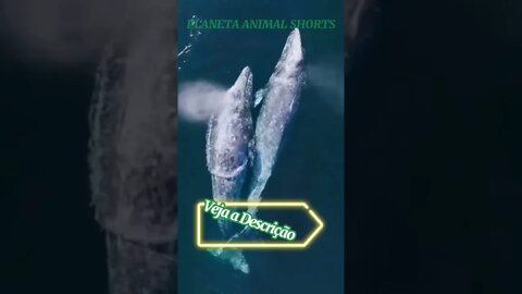 CASAL DE BALEIAS RESPIRANDO JUNTOS #shorts #planetaanimalshorts #animals