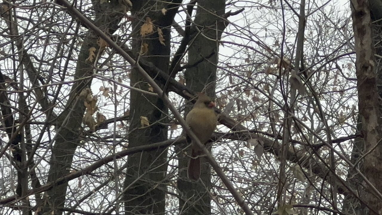 Beautiful Female Cardinal James Gardens Toronto