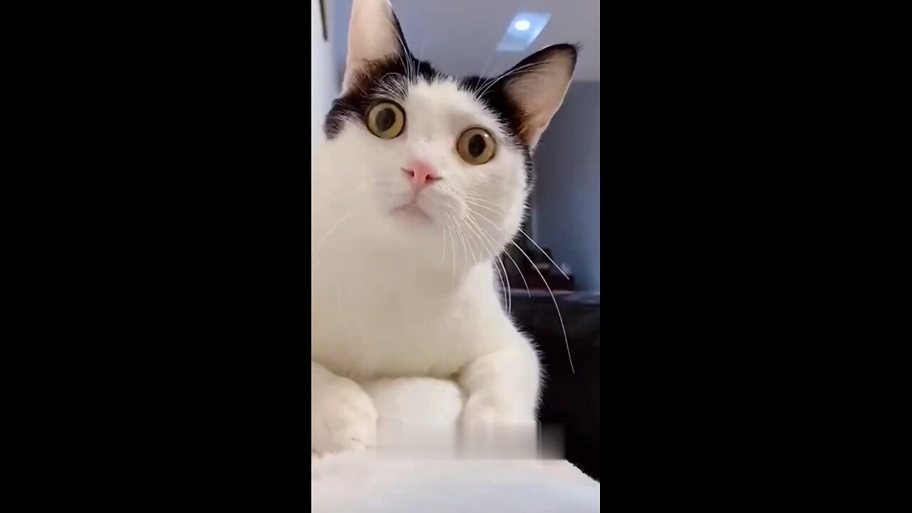 funny cat video