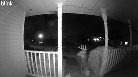 Minnesota Deer Hunter Heads Up North for Opener , Buck is at His Front Door