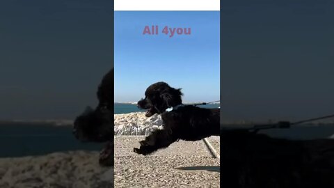 Dog#reasoning #