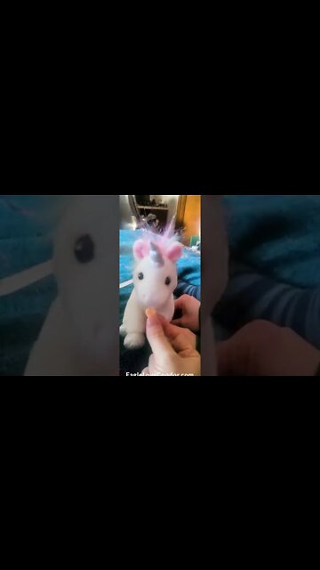 Happy Valentines!! May the Love of the Unicorn Nation Be With You! #shorts