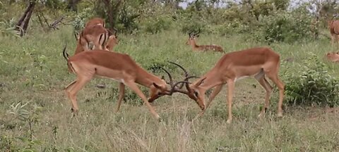 Impala Rams Fighting