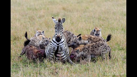 Pregnant zebra mares battles hyena clan.(graphic content)