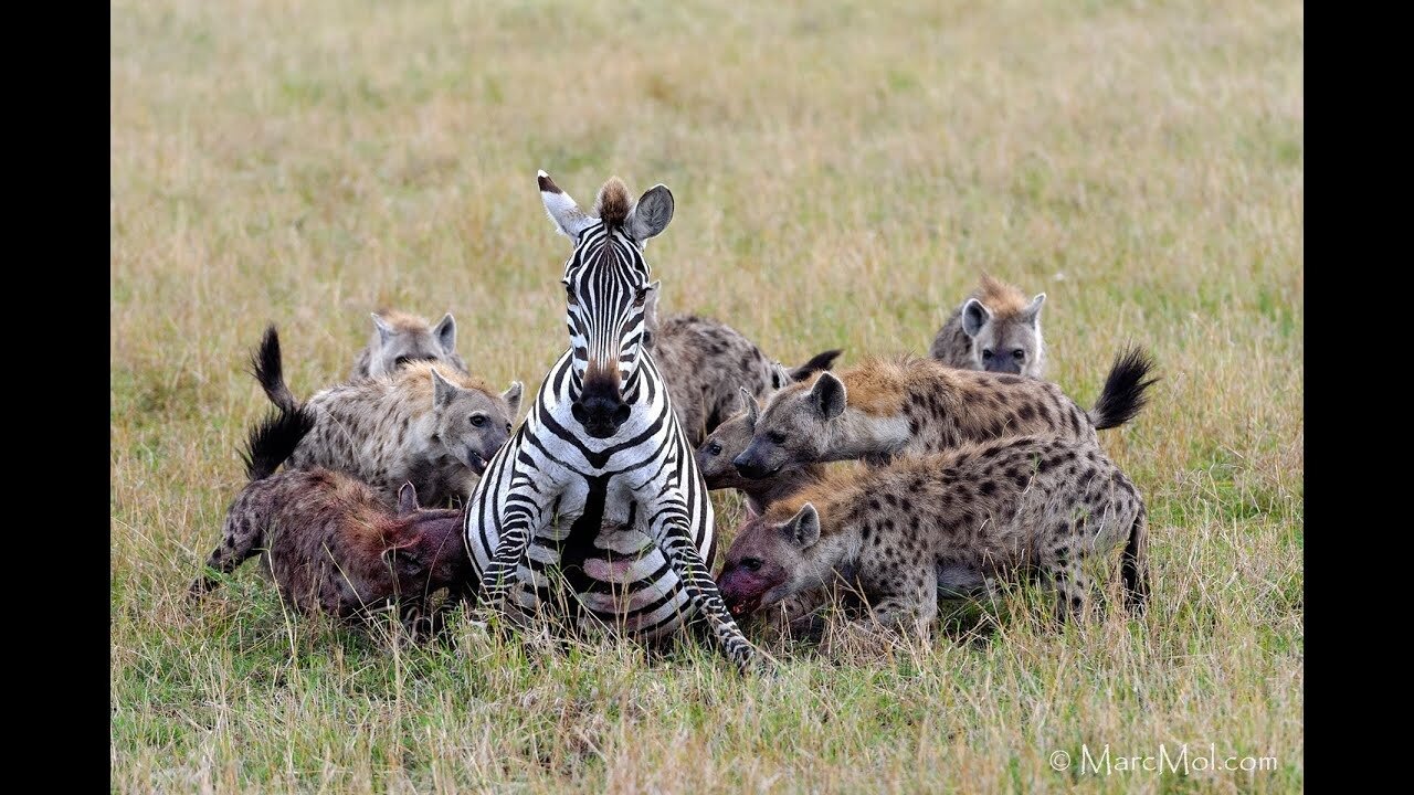 Pregnant zebra mares battles hyena clan.(graphic content)