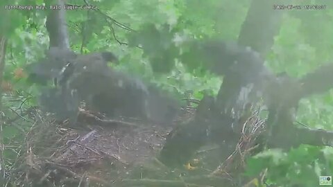 Hays Bald Eagles H16 branches during a Rain storm 2022 05 22 1543