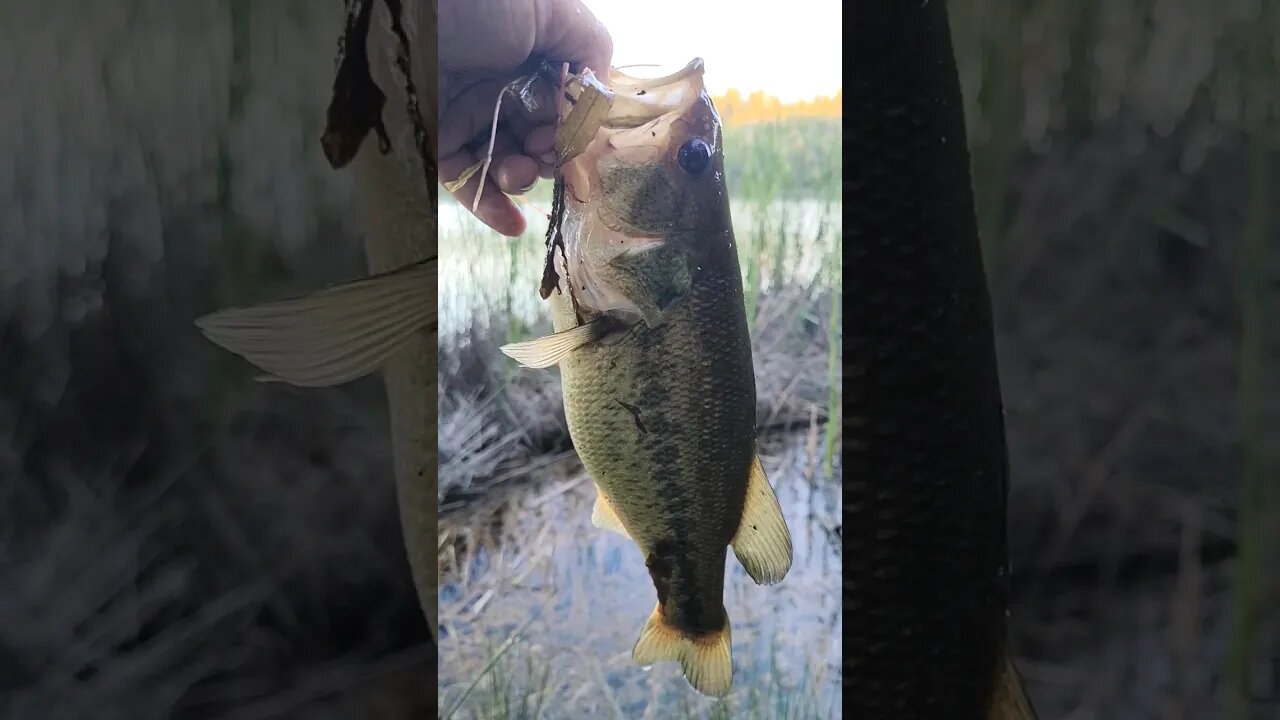 Fishy Cattails! First Lake Francis Bass #fishing