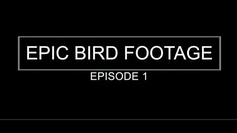 Epic Bird Footage - Episode 1 (Massa­chusetts, Boston)