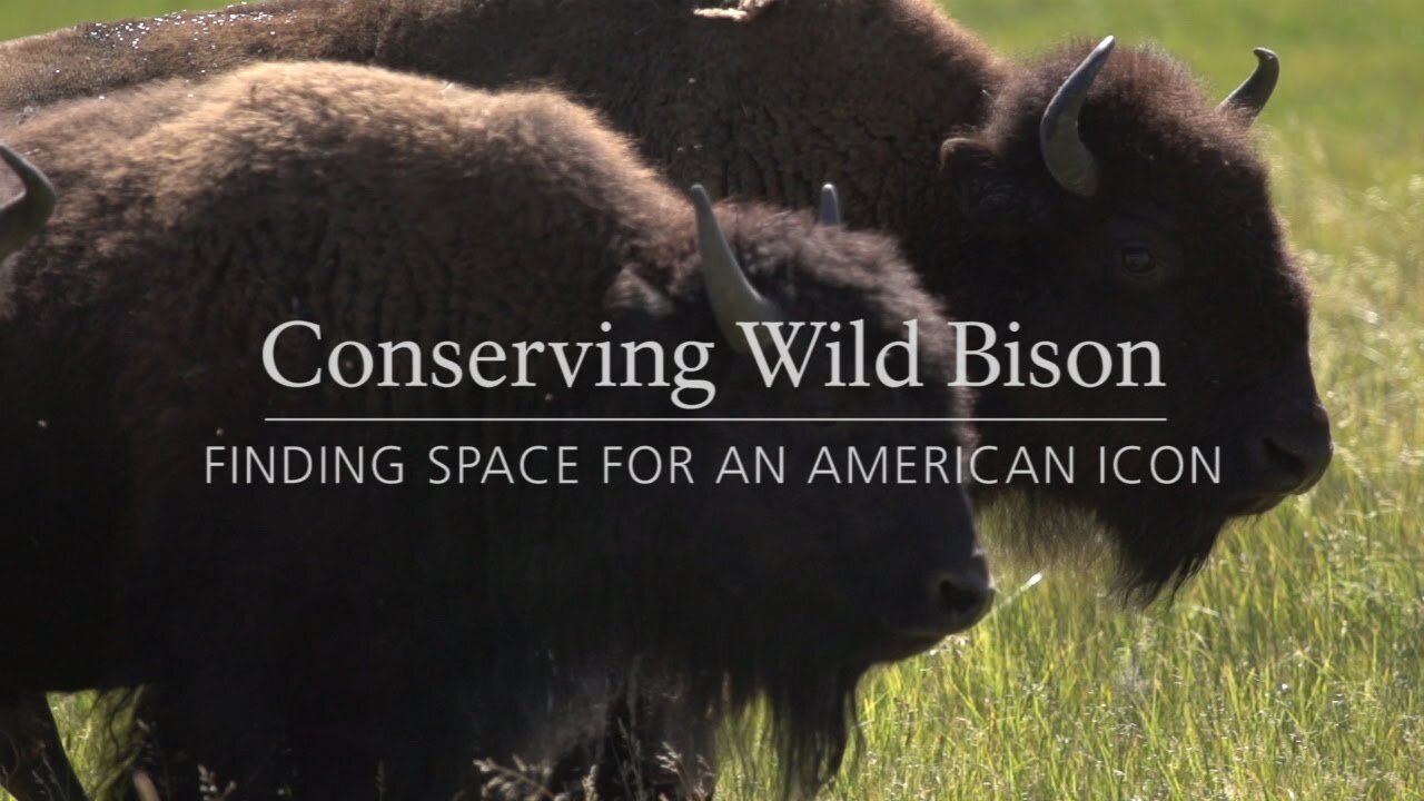 Conserving Wild Bison: Finding space for an American Icon