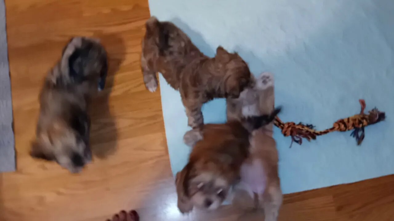 j Litter - Inside Playtime(3)