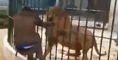 THERE IS A REASON THERE IS A FENCE AROUND THE LION CAGE. DUMB ASS.🦁💥😳