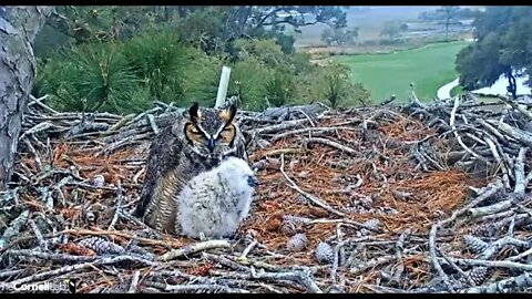 A Sleepy Owlet Wakes Up 🦉 3/9/22 14:18