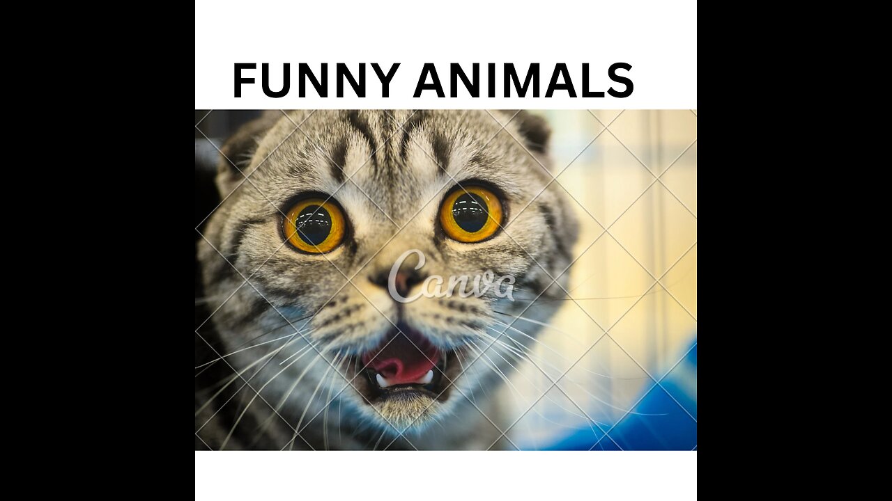 Funny Animals