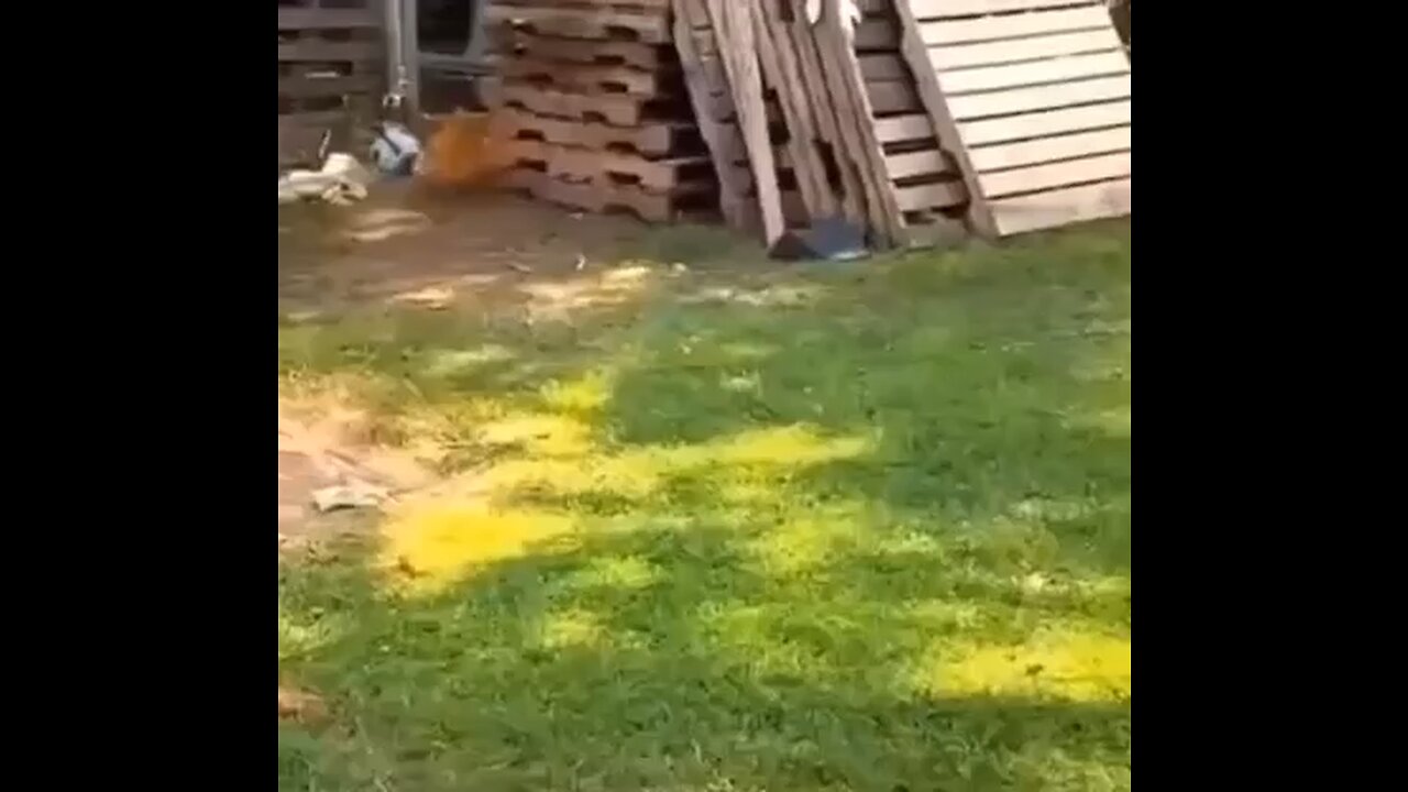 Dog and chicken playing tag 😂