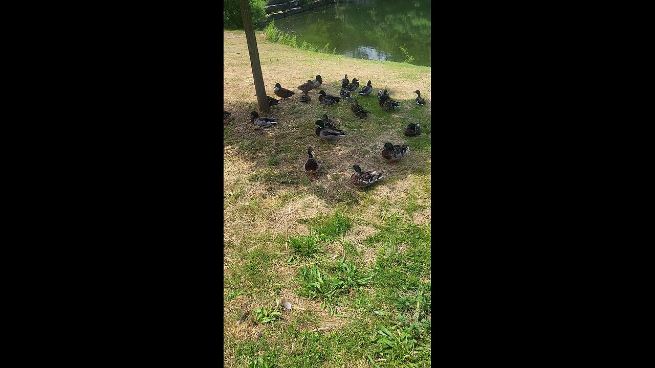 little duck panting in this heatwave