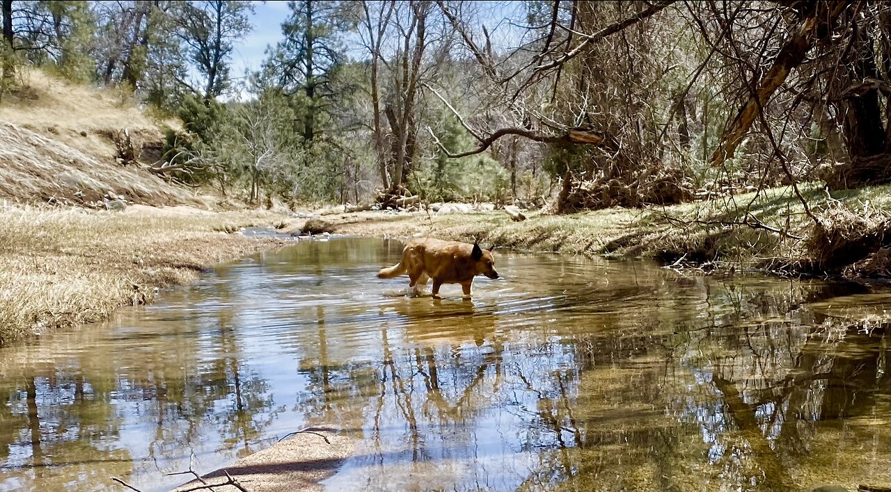 LIVE From My SECRET Arizona Spring Fed Creek (this is in my backyard!)