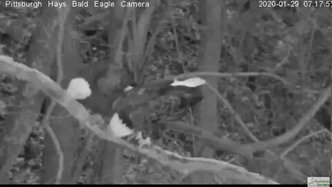 Pittsburgh Hays Eagles early morning mating snowy morning 2020 01 29 7 17AM