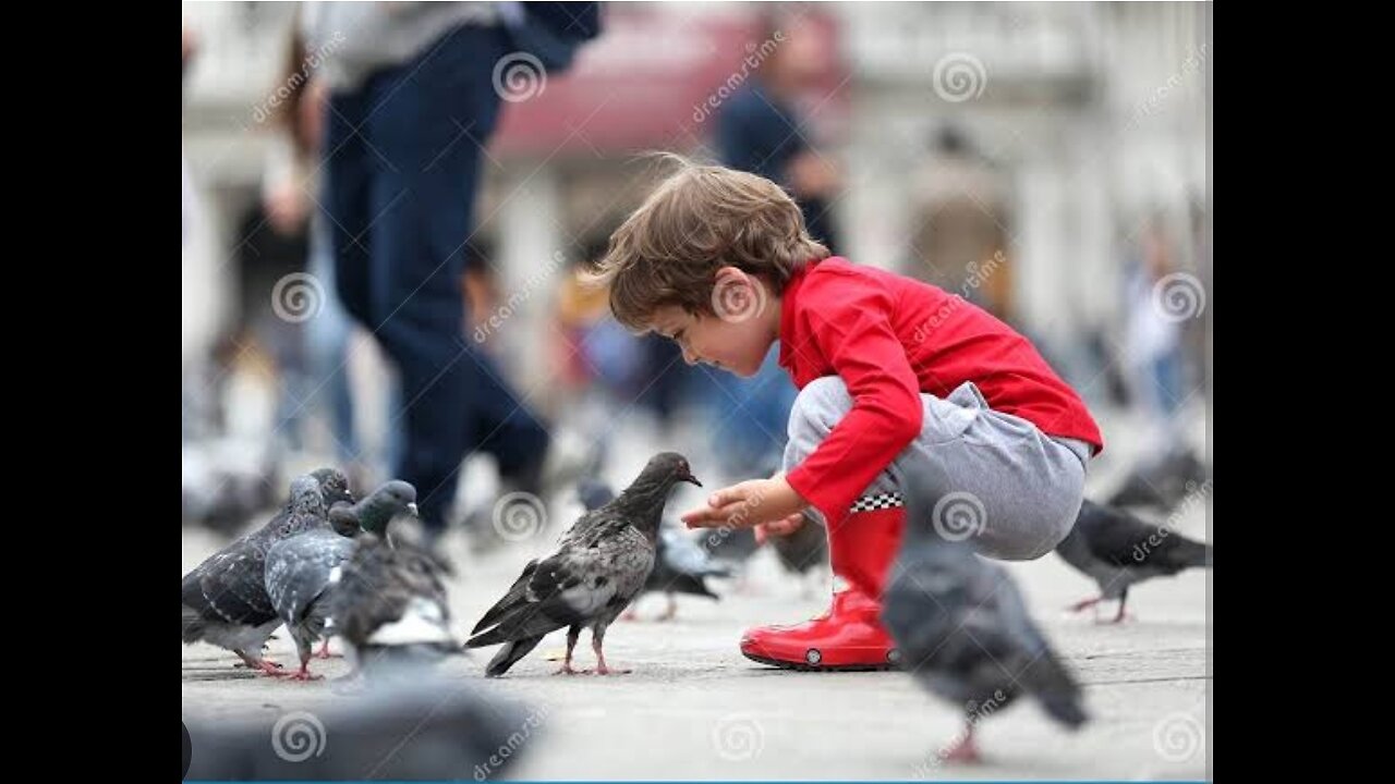 Feeding beautiful Pigeons..