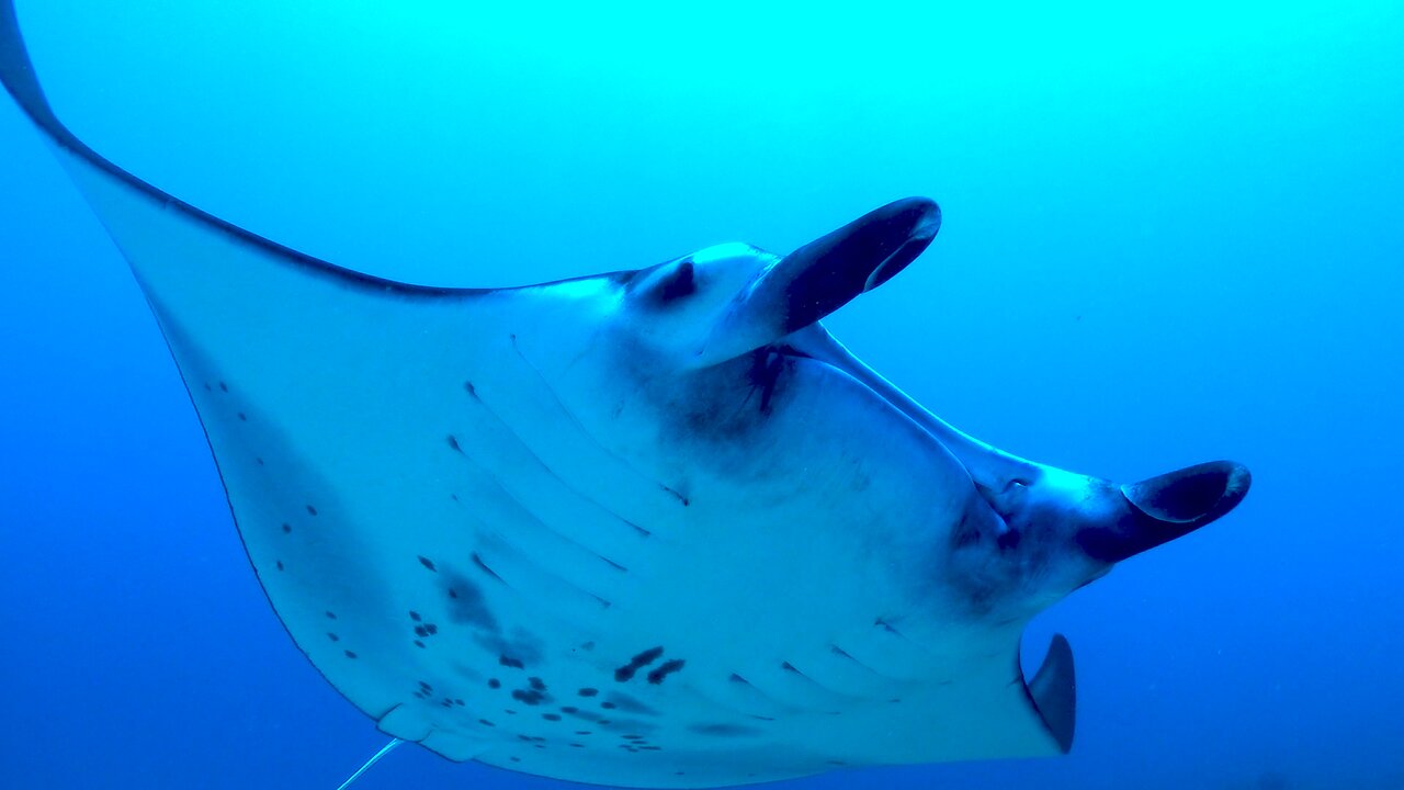 Giant manta rays in Indonesia glide right over scuba diver