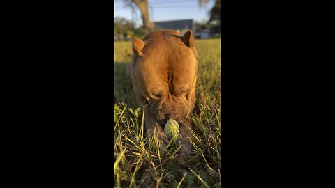 MASSIVE Pit Bull playing fetch! 🦁🎾