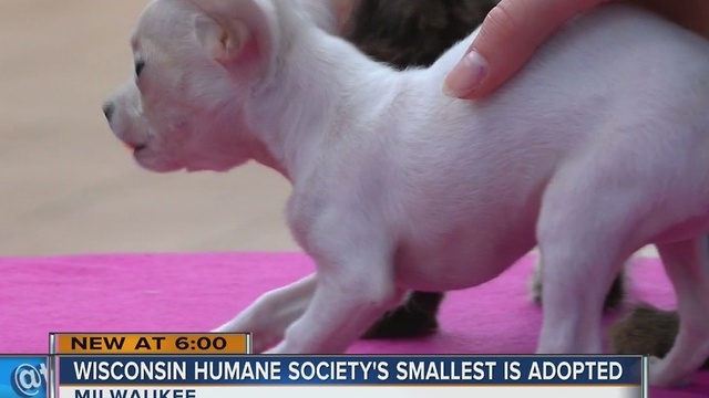 Wisconsin Humane Society adopts out its smallest dog ever