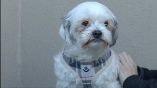 Pet of the week: Billy & Bobby