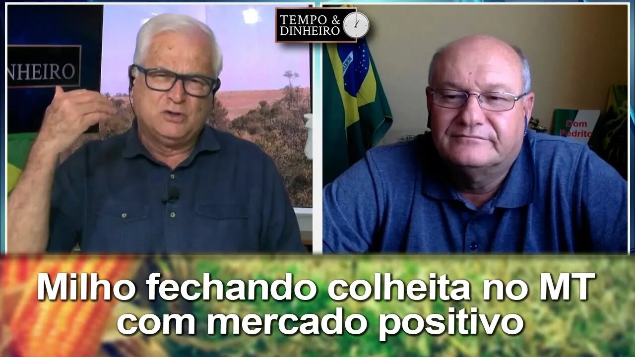 Milho fechando colheita no Mato Grosso com mercado positivo