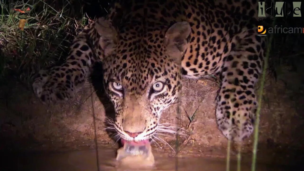 Male Leopard Drinking At Night