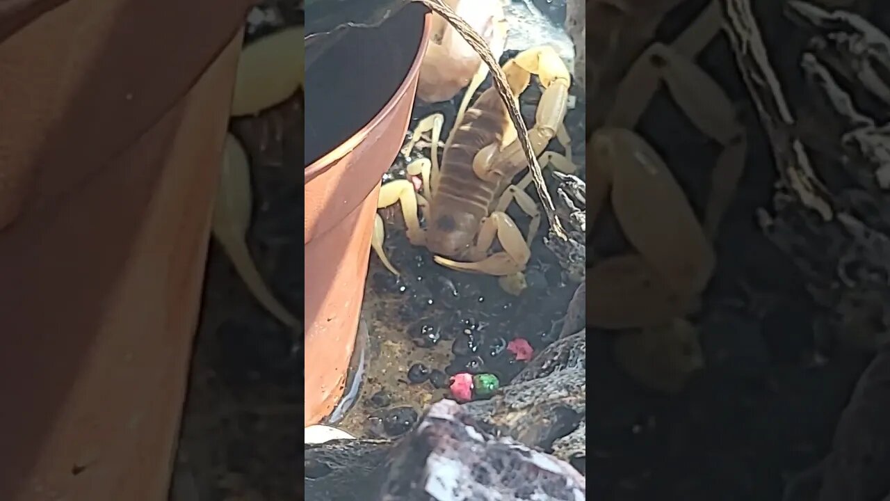 Scorpion drinking water