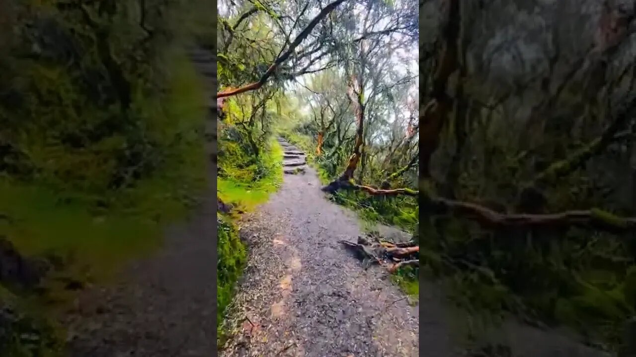 forest#amazingtrail#nature#shorts