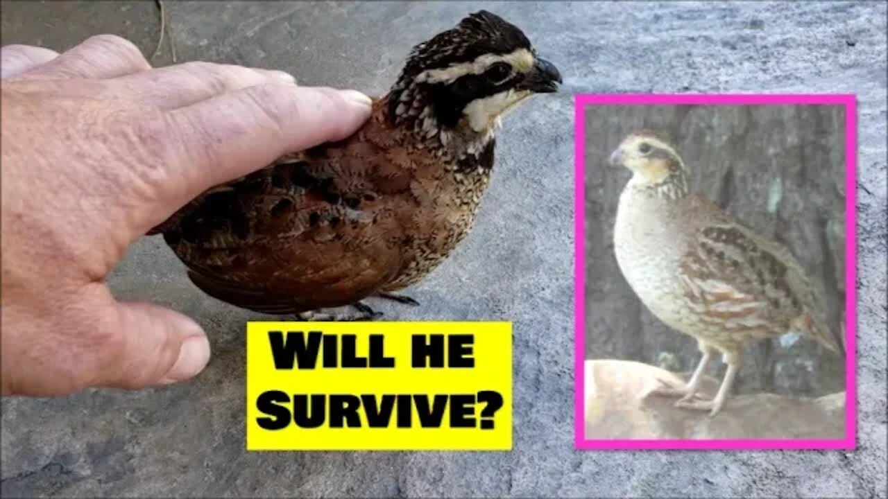 A BOBWHITE QUAIL RESCUE STORY & Wildlife conservation homestead vlog