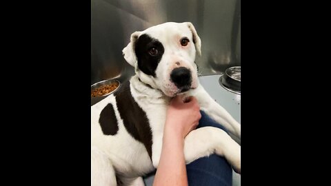 Bully Dog Cuddles at the Animal Shelter