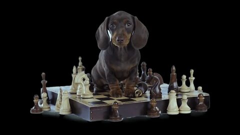 How to Develop your Dog's "Hidden Intelligence" To eliminate bad behavior .