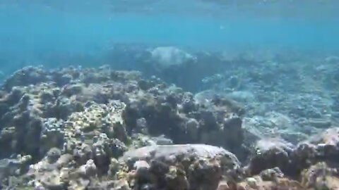 Sea turtle in Hawaii