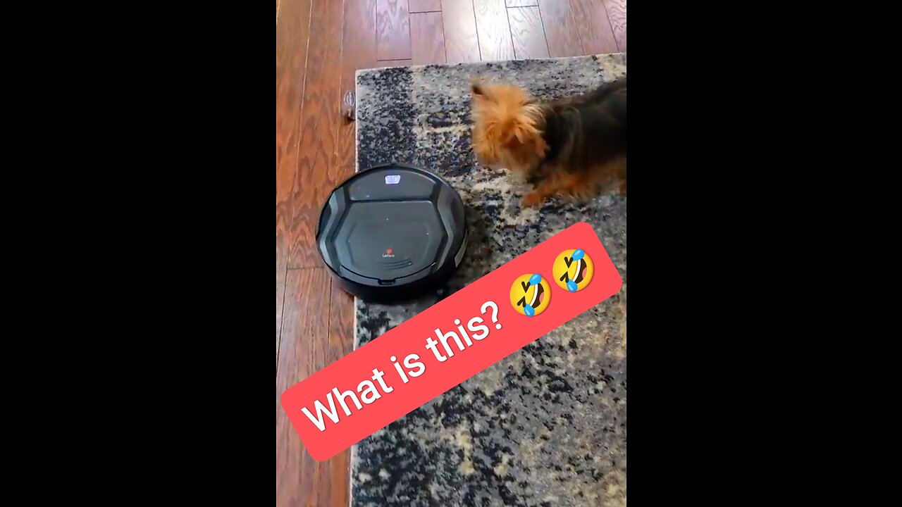 Poor puppy trying to play along with the vacuum cleaner 🤣🤣